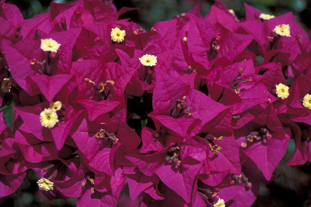 Bougainvillea species reference photograph