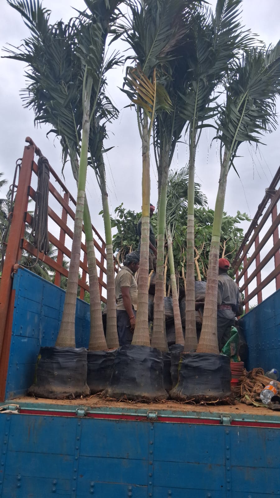 Container-grown palms arranged on a truck