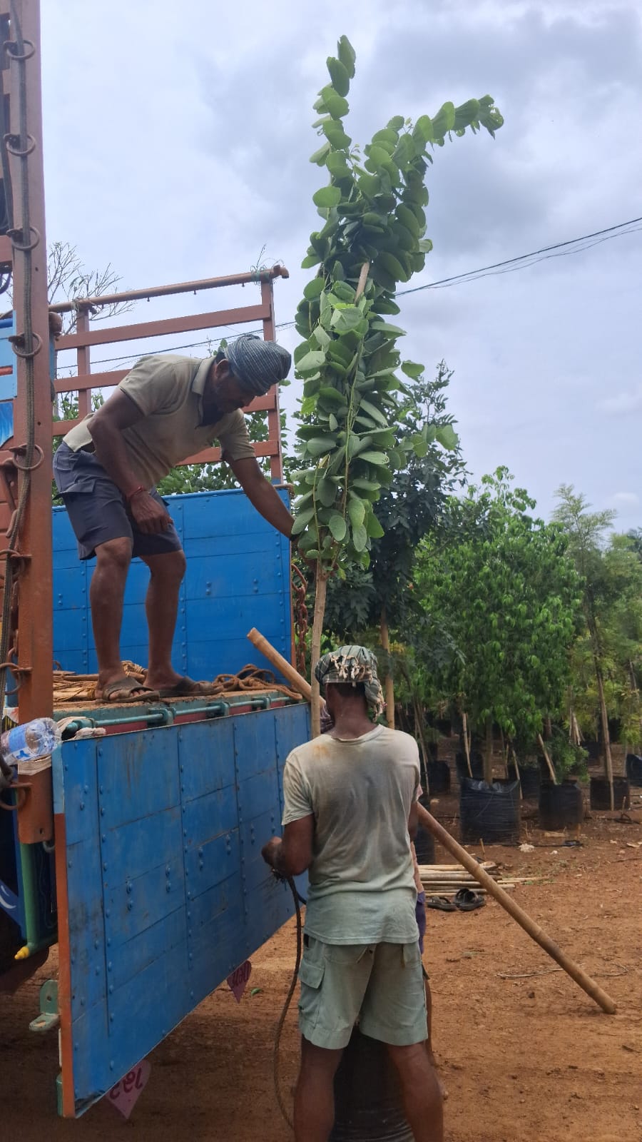 Nursery team handling a tall tree beside a truck