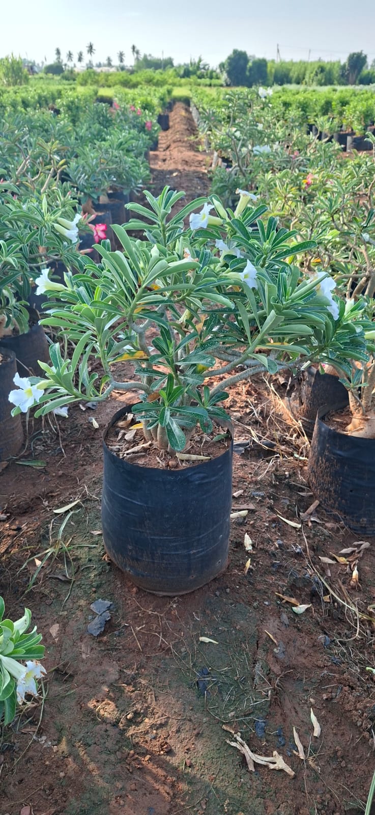 Rows of white flowering plants at Syamala Nurseries