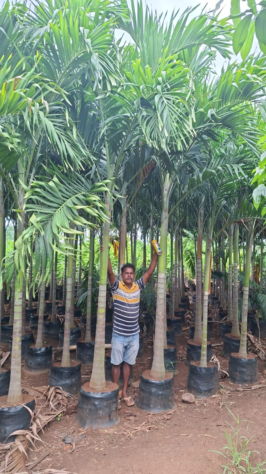 Potted palms growing at Syamala Nurseries