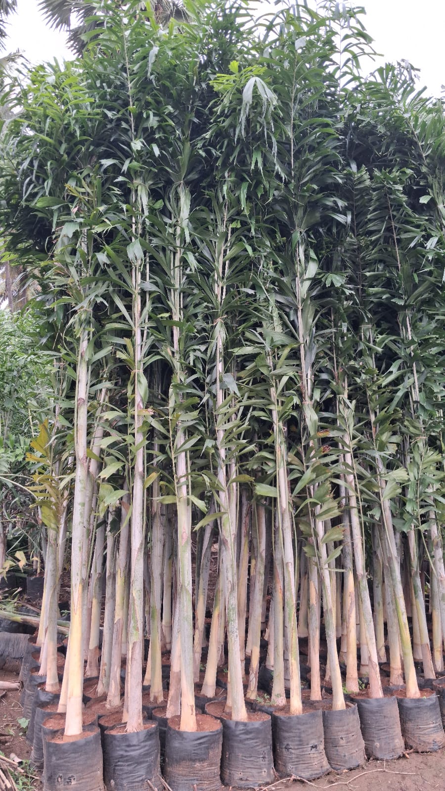 Rows of tall container-grown plants at the nursery