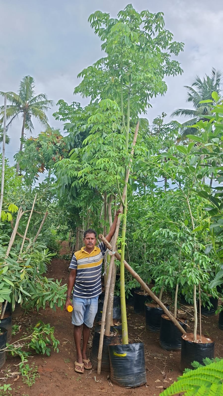 A tall container-grown tree at Syamala Nurseries