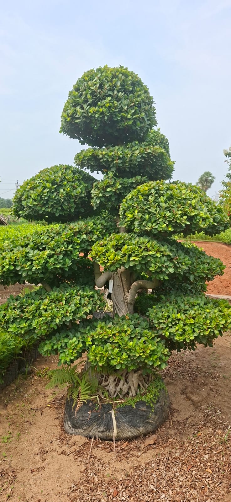 A sculpted topiary tree at Syamala Nurseries