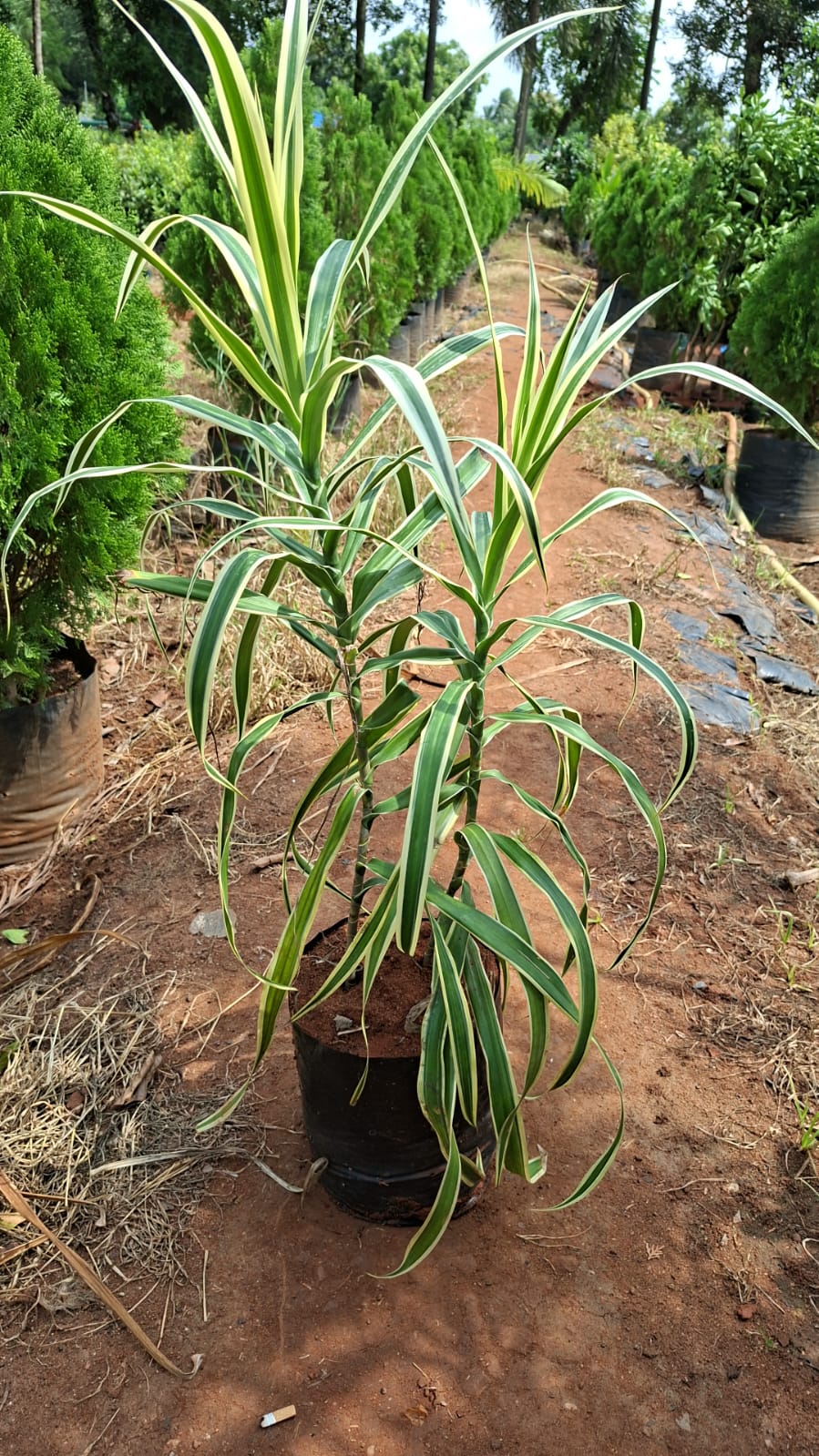 Variegated foliage plant grown at the nursery