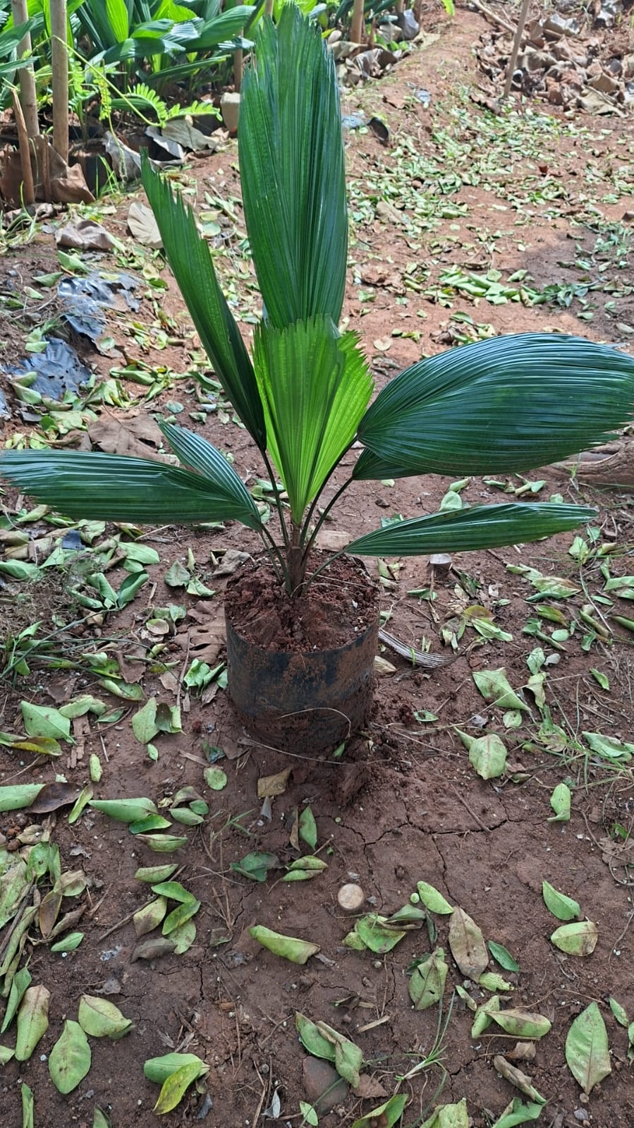 Palms plant example