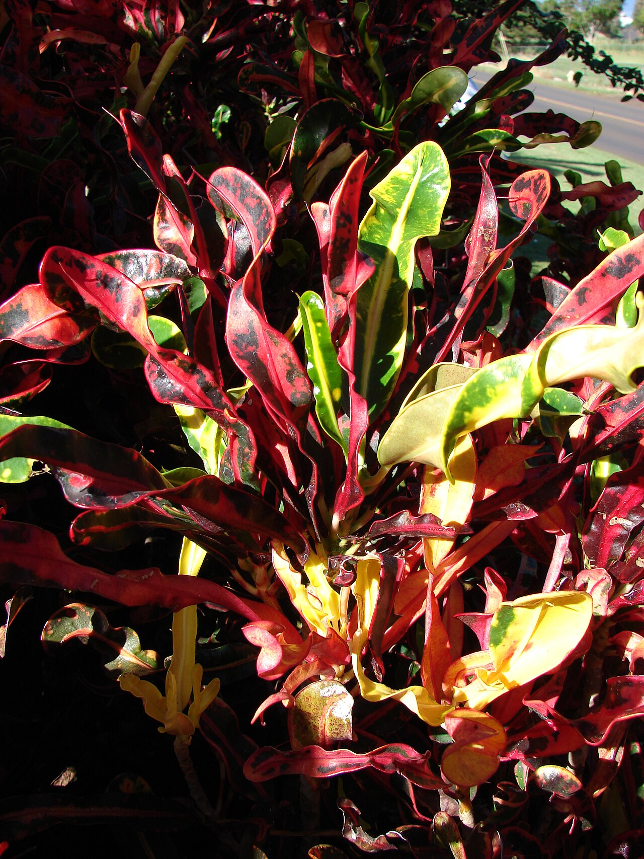 Variegated croton foliage