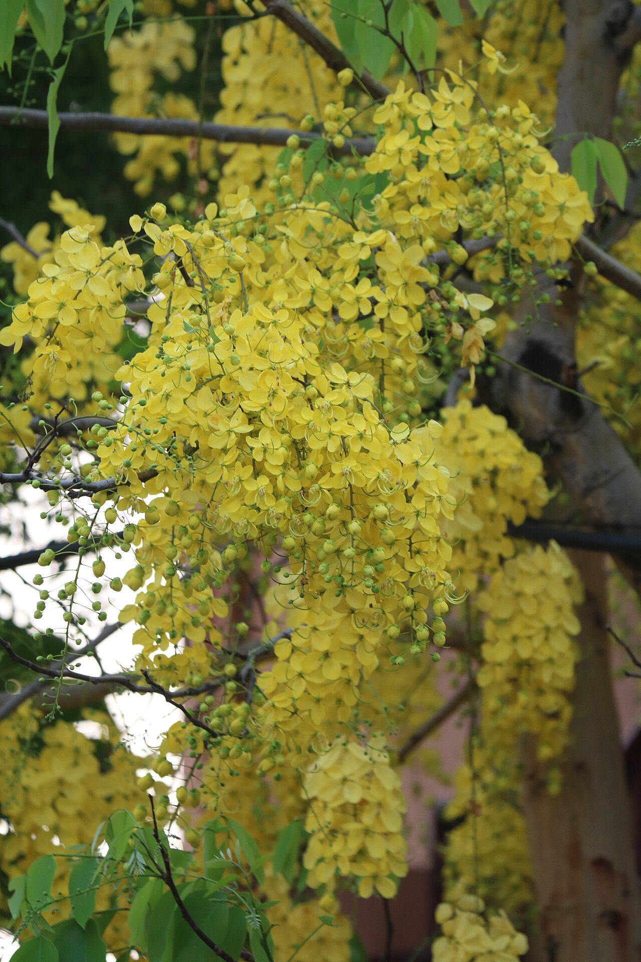 Golden shower tree flowers