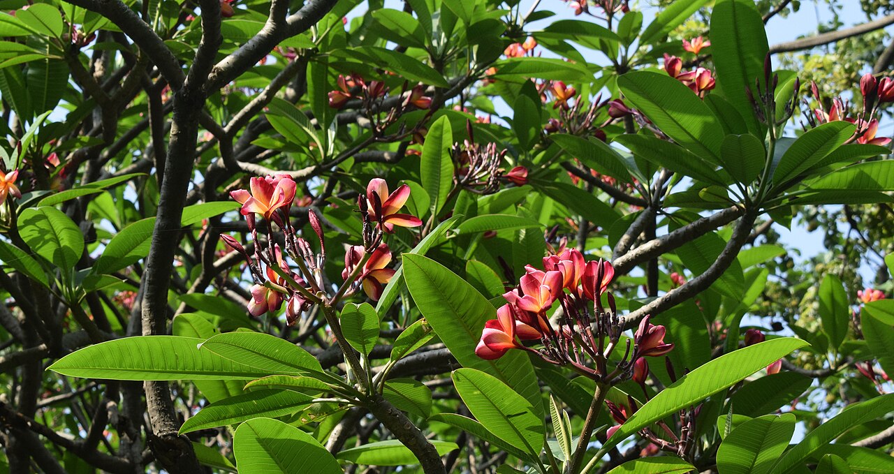 Flowering plumeria branches