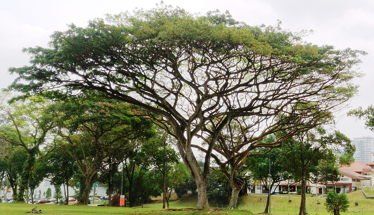 Rain Tree species reference photograph